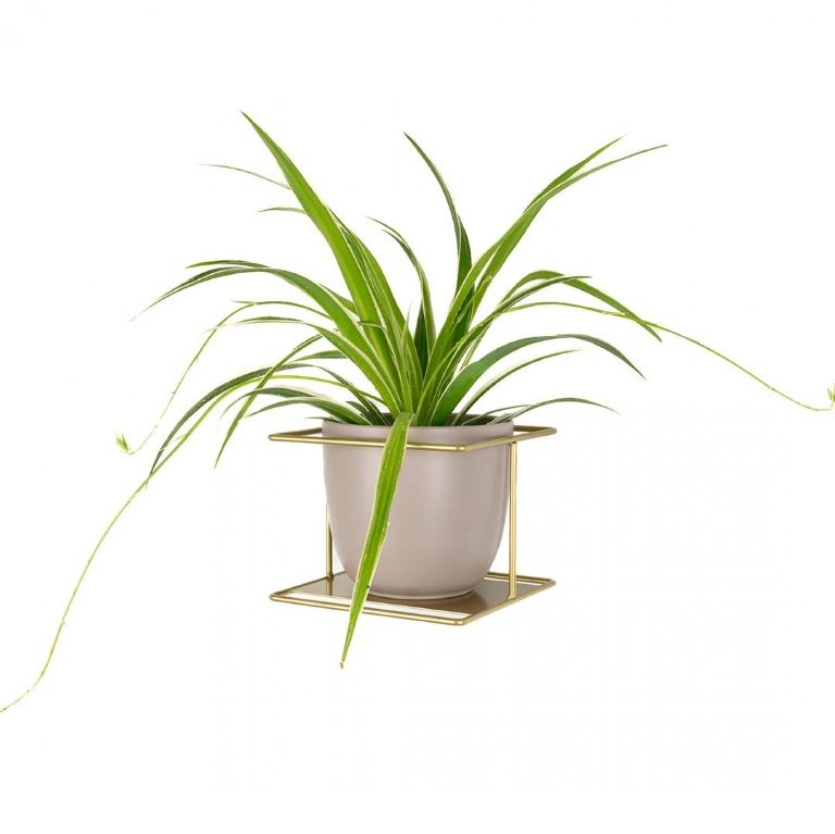 KLON - KLON - KLON - Pilea plant hanger