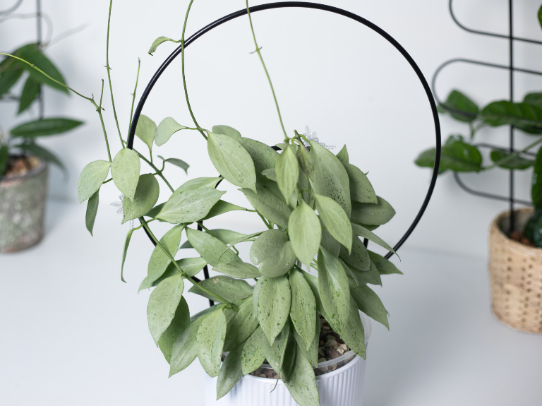 okrągła podpora do kwiatów